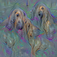 n02088364 beagle